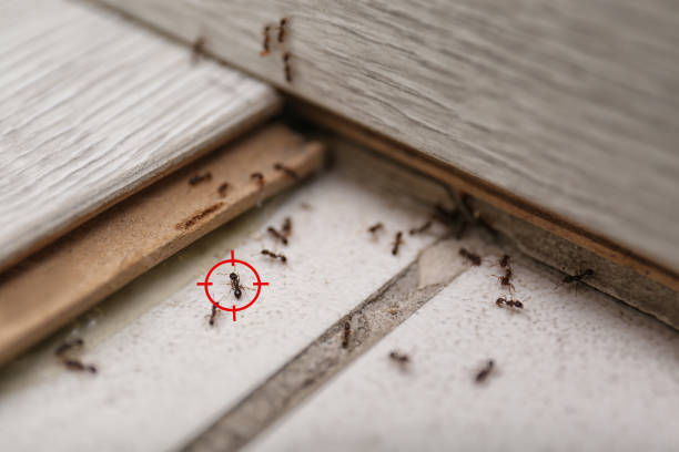 Best Affordable Pest Control Services  in Wilkinsburg, PA