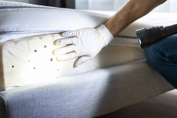 Best Emergency Pest Control  in Wilkinsburg, PA